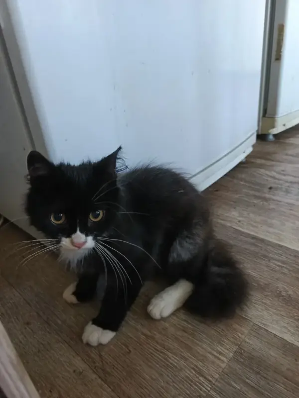 Котенок Мальчишка в ДАР