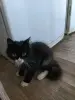 Котенок Мальчишка в ДАР