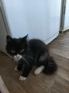 Котенок Мальчишка в ДАР