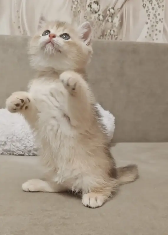 Шотландский прямоухий мальчик