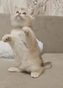 Шотландский прямоухий мальчик