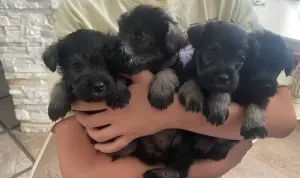 щенки цвергшнауцера