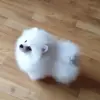 Мальчик белого померанского шпица