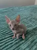 Канадский сфинкс чистокровный