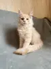 Котята Мейн-Кун