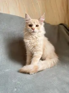 Котята Мейн-Кун