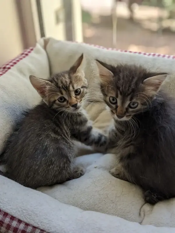 котята