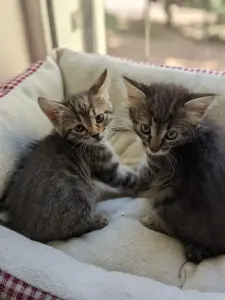 котята