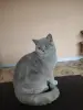 Британский котенок