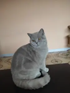 Британский котенок