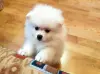 Мальчик белого померанского шпица