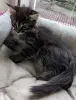 котята