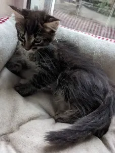 котята