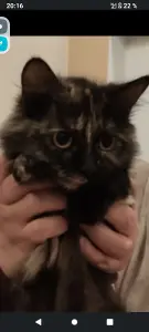 Кошечка Шаня