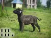 Бульмастиф щенок из племенного питомника