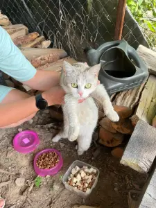 Кошка