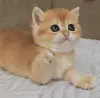Кукольная шотландская девочка