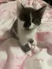 Котята-Детки потеряли родителей, ау мама и папа и выгде? Милые булочки, кушают все как хомяки, ходят в лоток, невероятно шладкие круасанчики😋😊😍