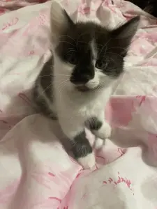 Котята-Детки потеряли родителей, ау мама и папа и выгде? Милые булочки, кушают все как хомяки, ходят в лоток, невероятно шладкие круасанчики😋😊😍