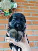 Немецкая овчарка