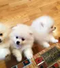 Мальчик белого померанского шпица