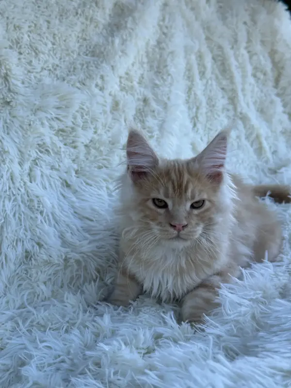 Мейн-Кун котята