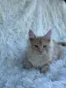 Мейн-Кун котята