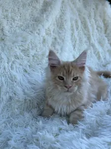 Мейн-Кун котята