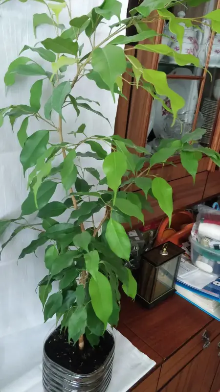 Фикусы разные 