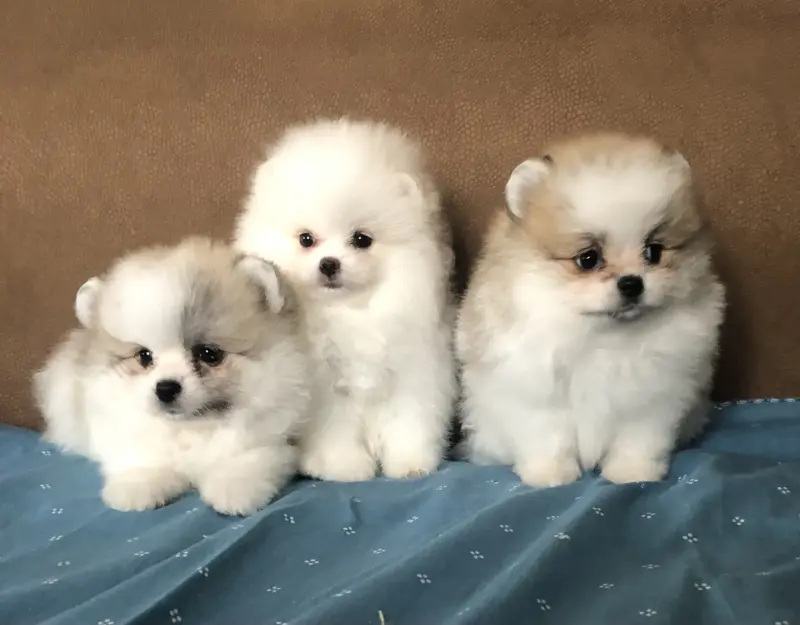 Щенки померанский шпиц