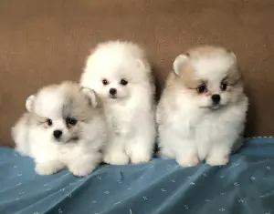 Щенки померанский шпиц