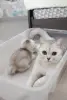 Котята шотландские вислоухие