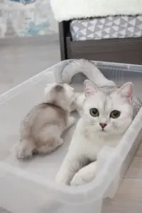 Котята шотландские вислоухие
