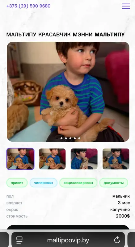 Мини и микро фирменные мальтипу от maltipoovip.by