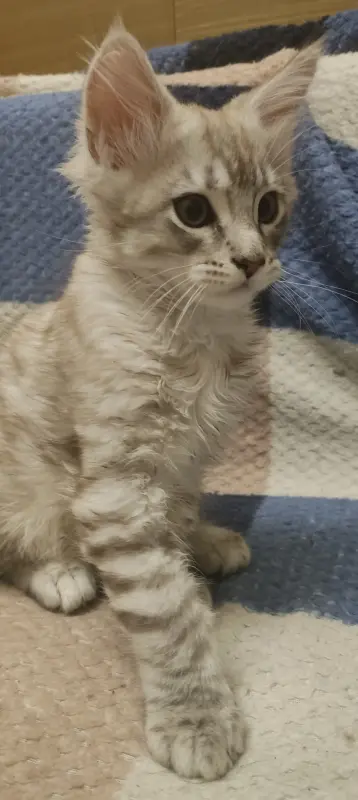 Котёнок Мейн-кун