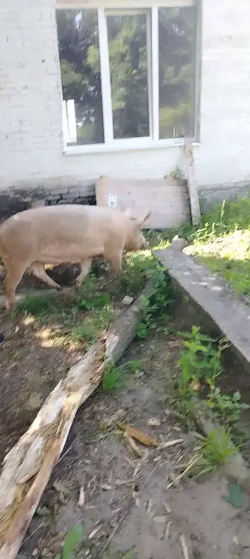 Продам свиней живым весом