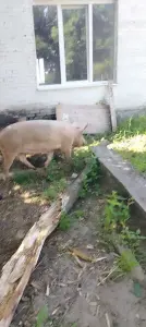 Продам свиней живым весом
