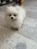 Померанский шпиц.
