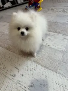 Померанский шпиц.