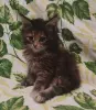 Котята мейн-кун
