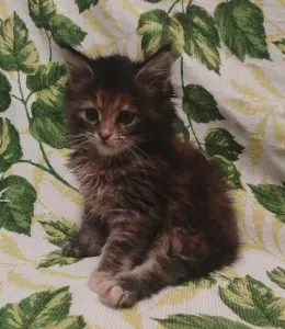 Котята мейн-кун