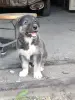Щенки