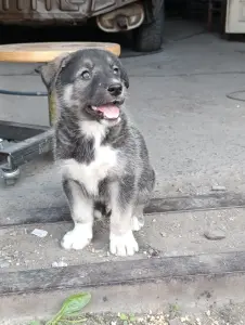 Щенки