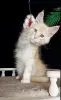 Котенок Мейн Кун крупный