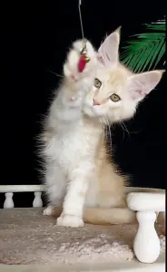 Котенок Мейн Кун крупный