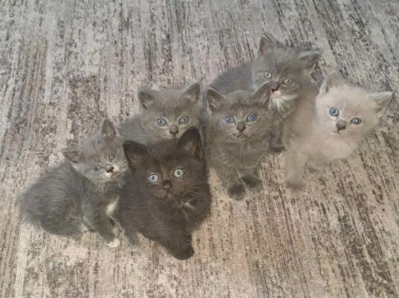Котята