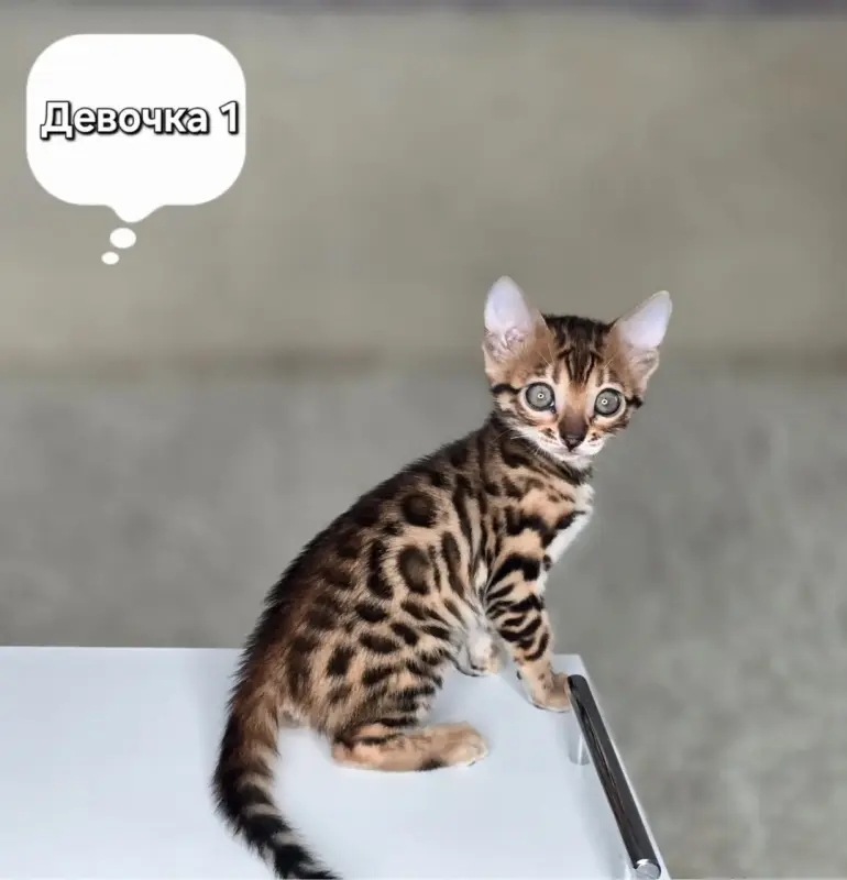 Котята