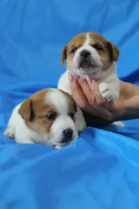 Щенки Джек Рассел терьера