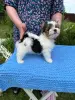 Щенок Бивертерьер