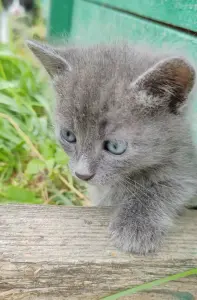 Котята